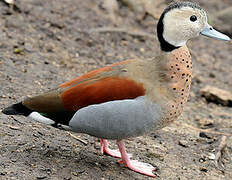 Ringed Teal