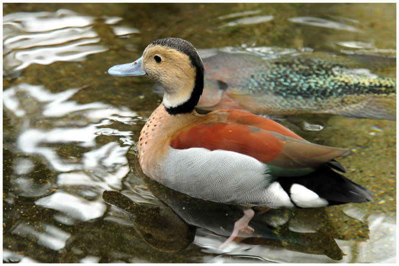 Canard à collier noiradulte