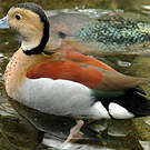 Canard à collier noir