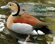 Ringed Teal