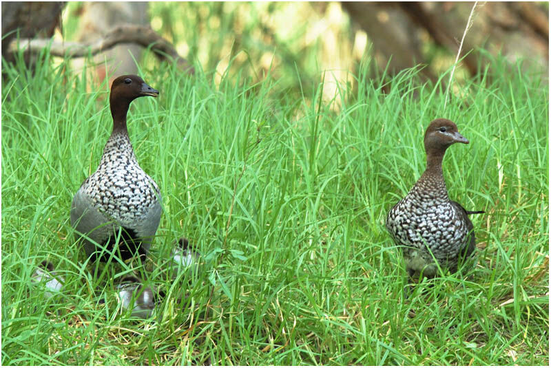 Canard à crinière 