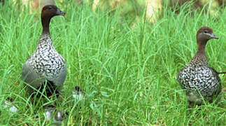 Canard à crinière