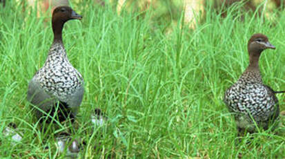 Canard à crinière