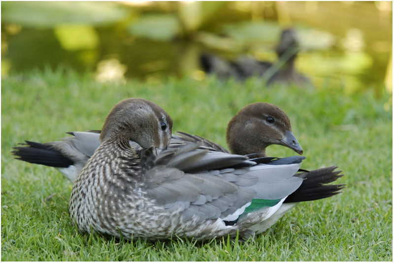 Canard à crinière femelle