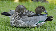 Canard à crinière