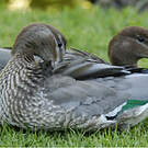 Canard à crinière