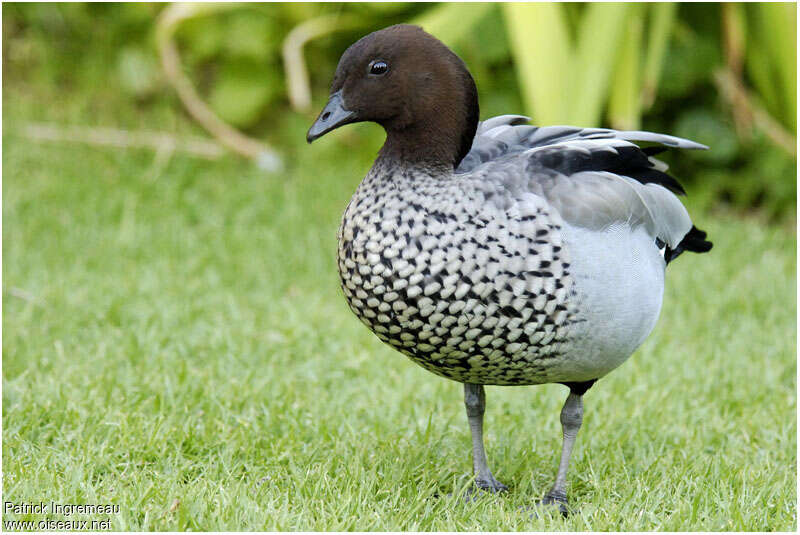 Canard à crinière femelle adulte nuptial, portrait