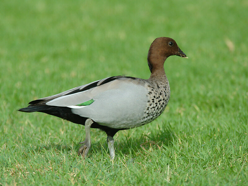 Canard à crinière