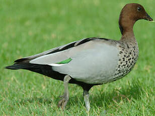 Canard à crinière