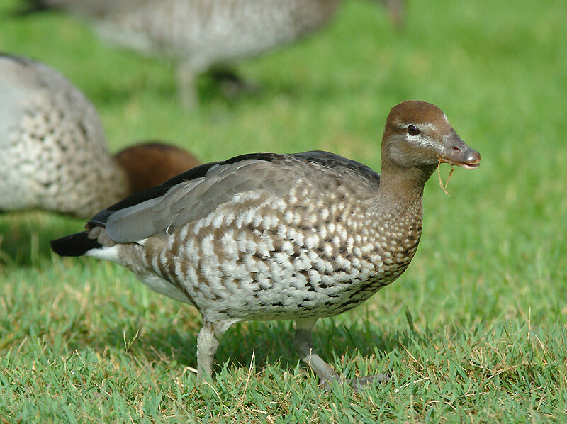 Canard à crinière