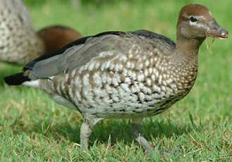 Canard à crinière