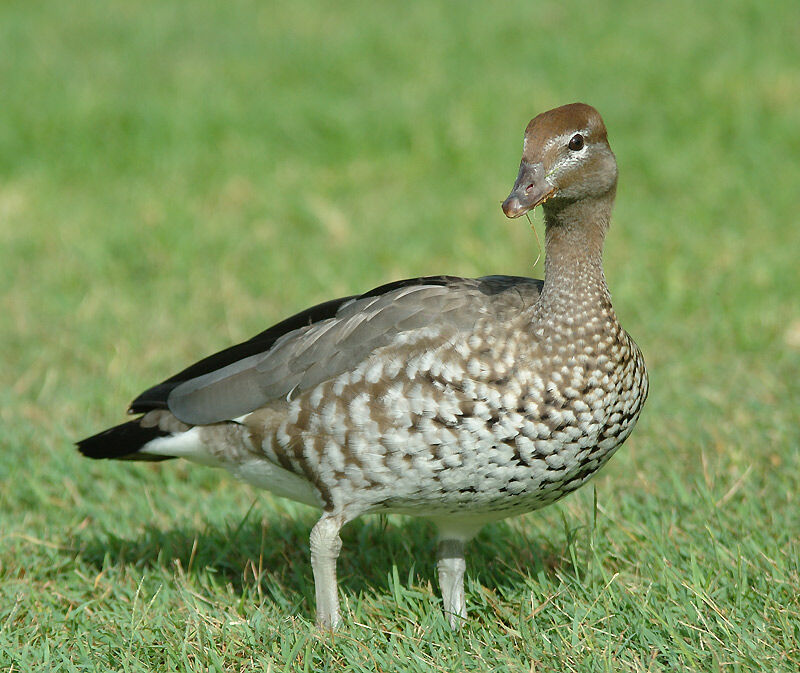 Canard à crinière