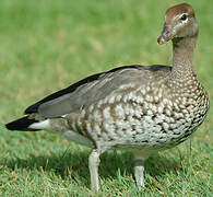 Canard à crinière