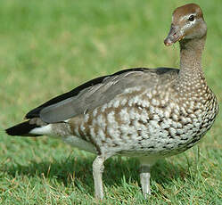 Canard à crinière