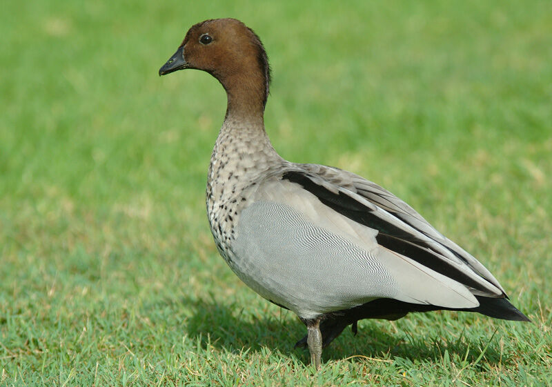 Canard à crinière