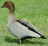 Canard à crinière