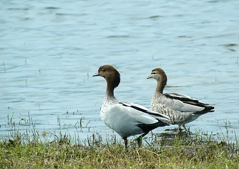 Canard à crinière