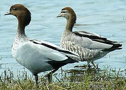 Canard à crinière