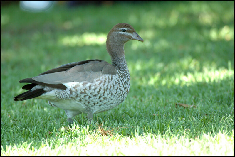 Canard à crinière femelle