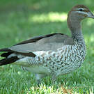 Canard à crinière
