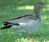 Canard à crinière