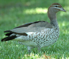 Canard à crinière