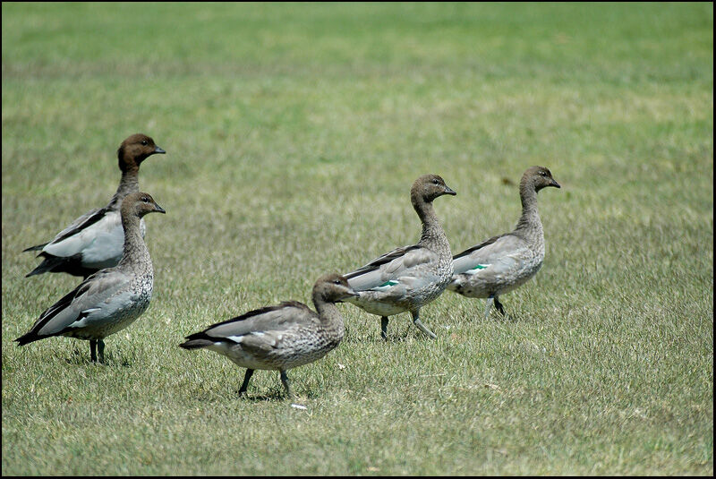 Canard à crinière 