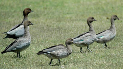 Canard à crinière