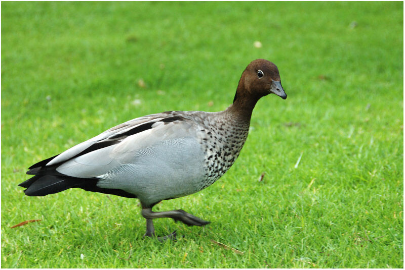 Maned Duck male