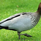 Canard à crinière