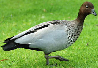 Canard à crinière