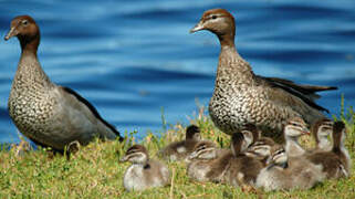 Canard à crinière