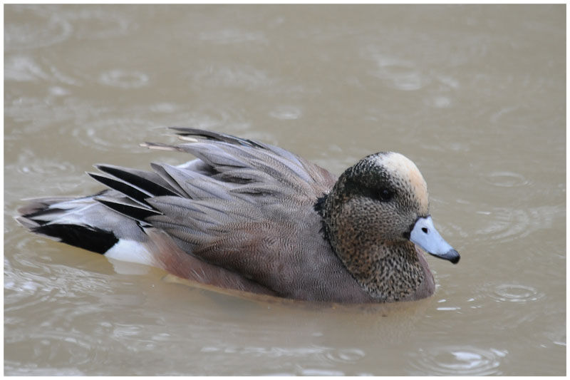 American Wigeon male adult