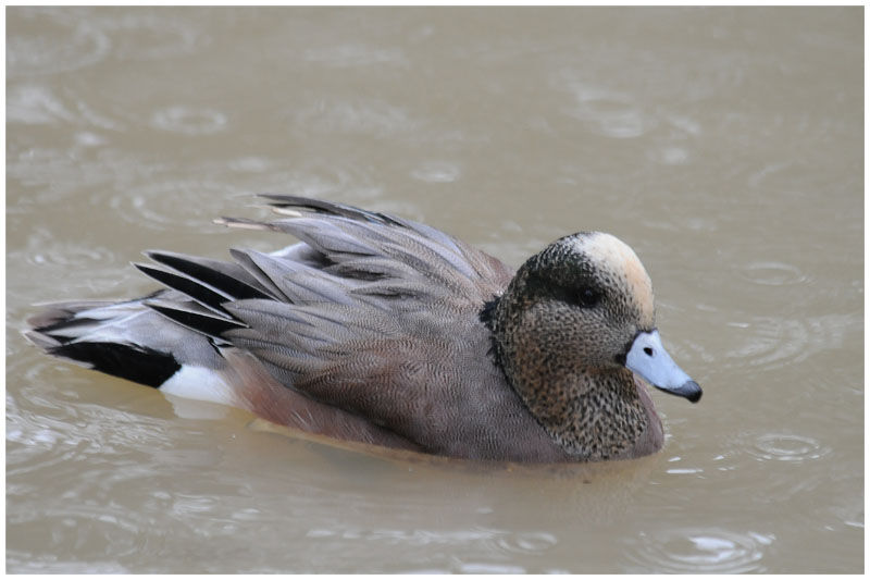 Canard à front blanc mâle adulte