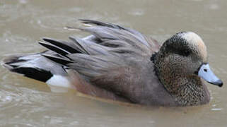 American Wigeon