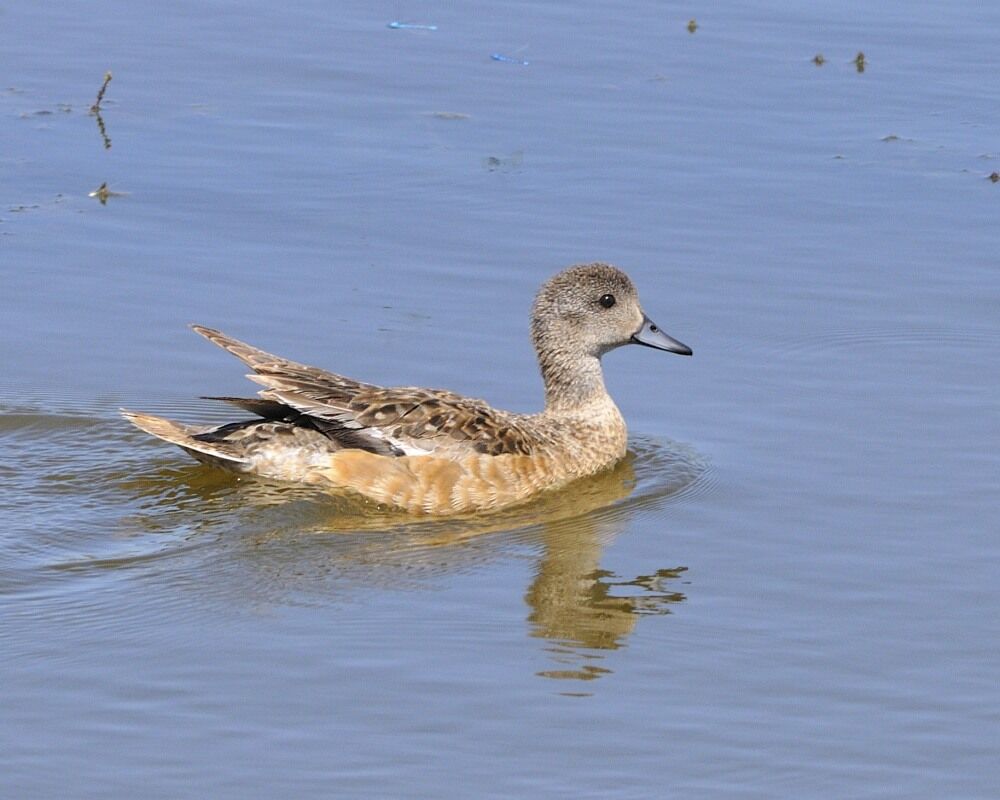 American Wigeon female