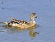 Canard à front blanc