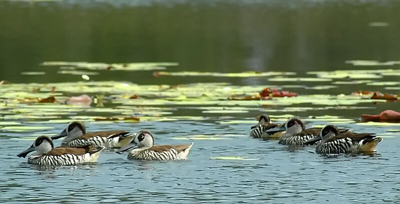 Pink-eared Duck