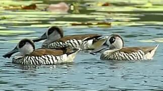 Pink-eared Duck