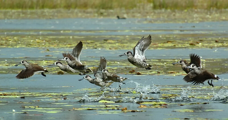 Pink-eared Duck