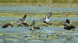 Pink-eared Duck