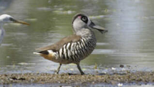 Pink-eared Duck