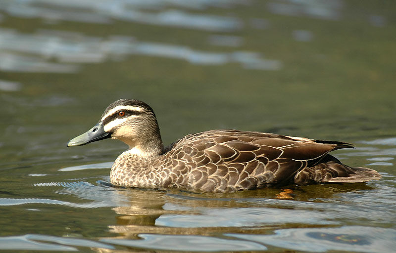 Pacific Black Duck