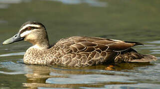 Pacific Black Duck