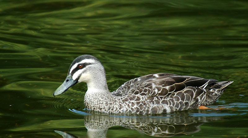 Canard à sourcils