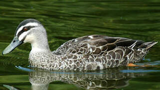 Canard à sourcils