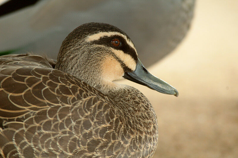 Pacific Black Duck