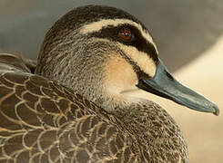 Canard à sourcils