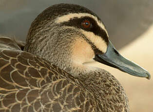 Canard à sourcils