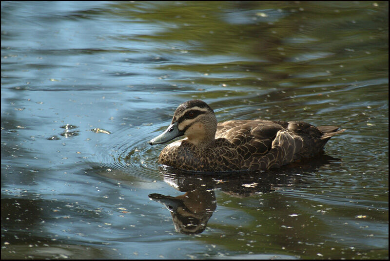 Canard à sourcilsadulte